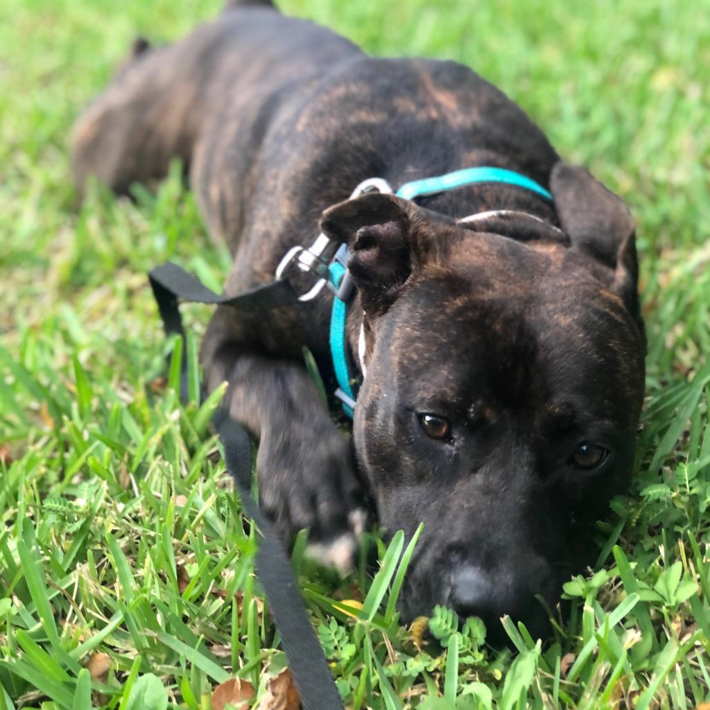 Enlarge Sadie Mae, a Adoptable Mixed Breed in Bradenton, FL image 2/3
