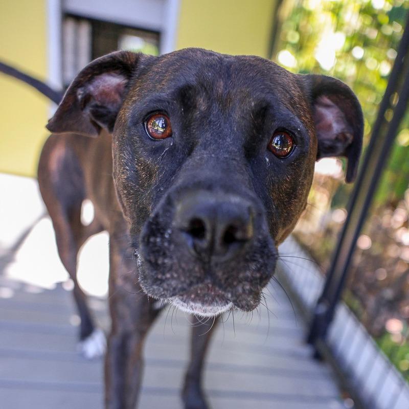 Enlarge Sadie Mae, a Adoptable Mixed Breed in Bradenton, FL image 3/3
