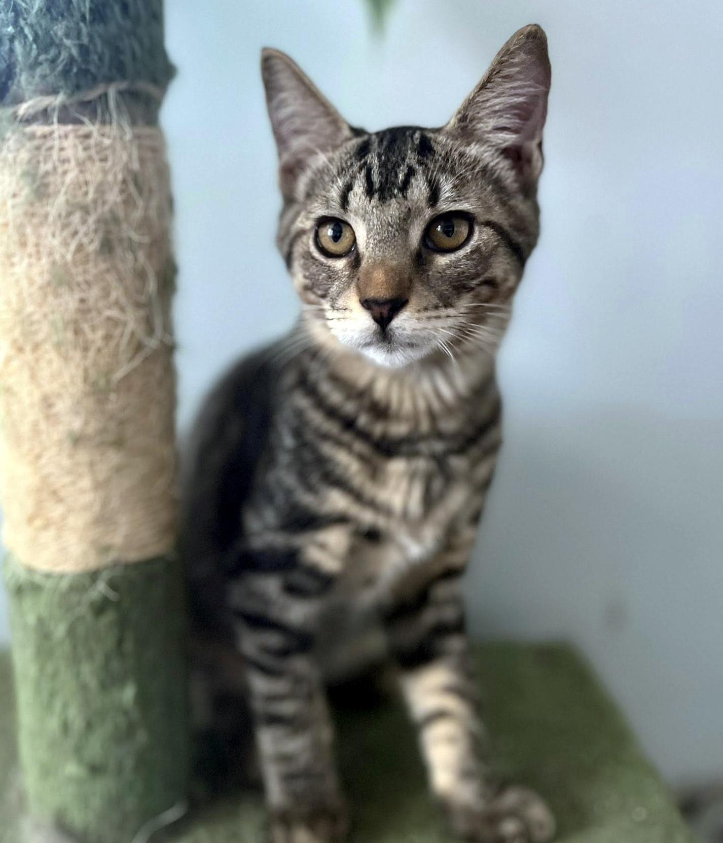 Enlarge Ridley, a ADOPTABLE Domestic Short Hair in Pittsburgh, PA image 1/3