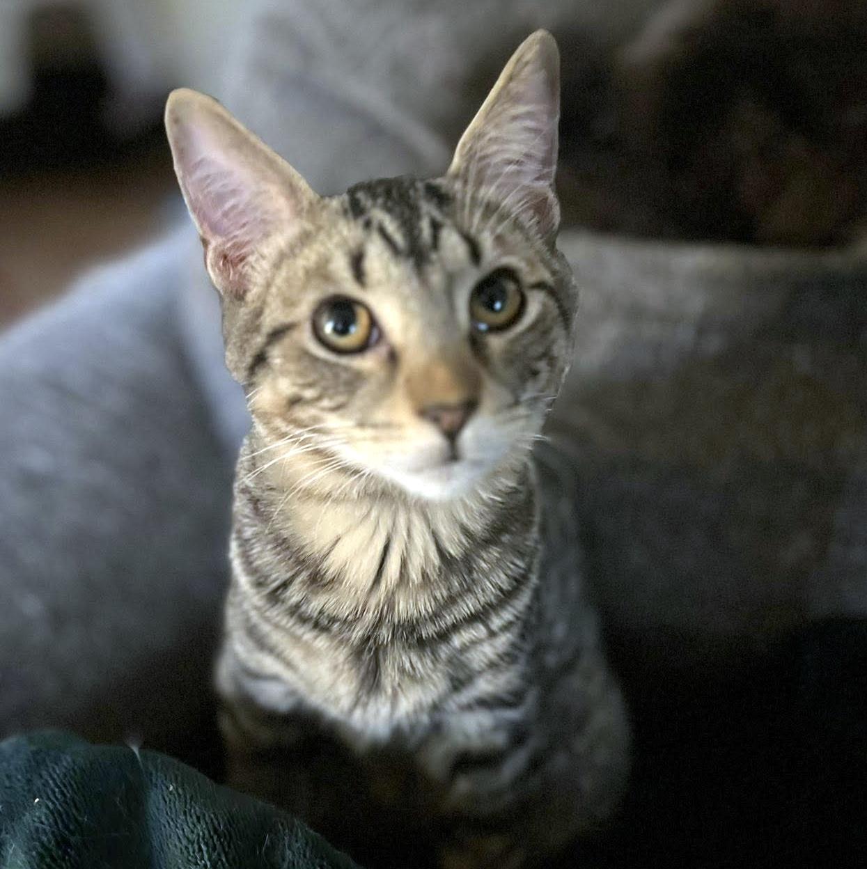 Enlarge Ridley, a ADOPTABLE Domestic Short Hair in Pittsburgh, PA image 2/3