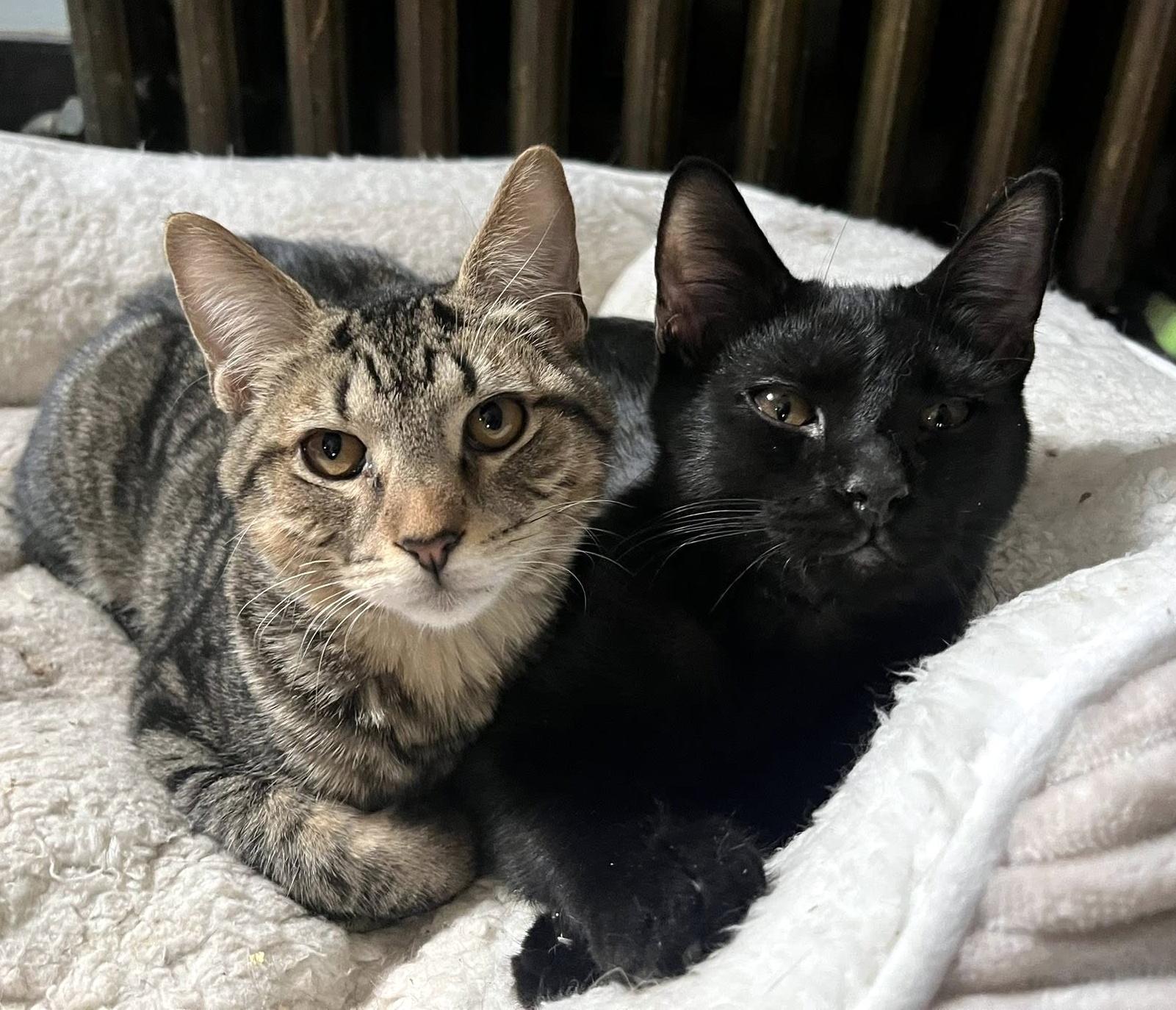 Ridley, adoptable, Kitten Male Domestic Short Hair.