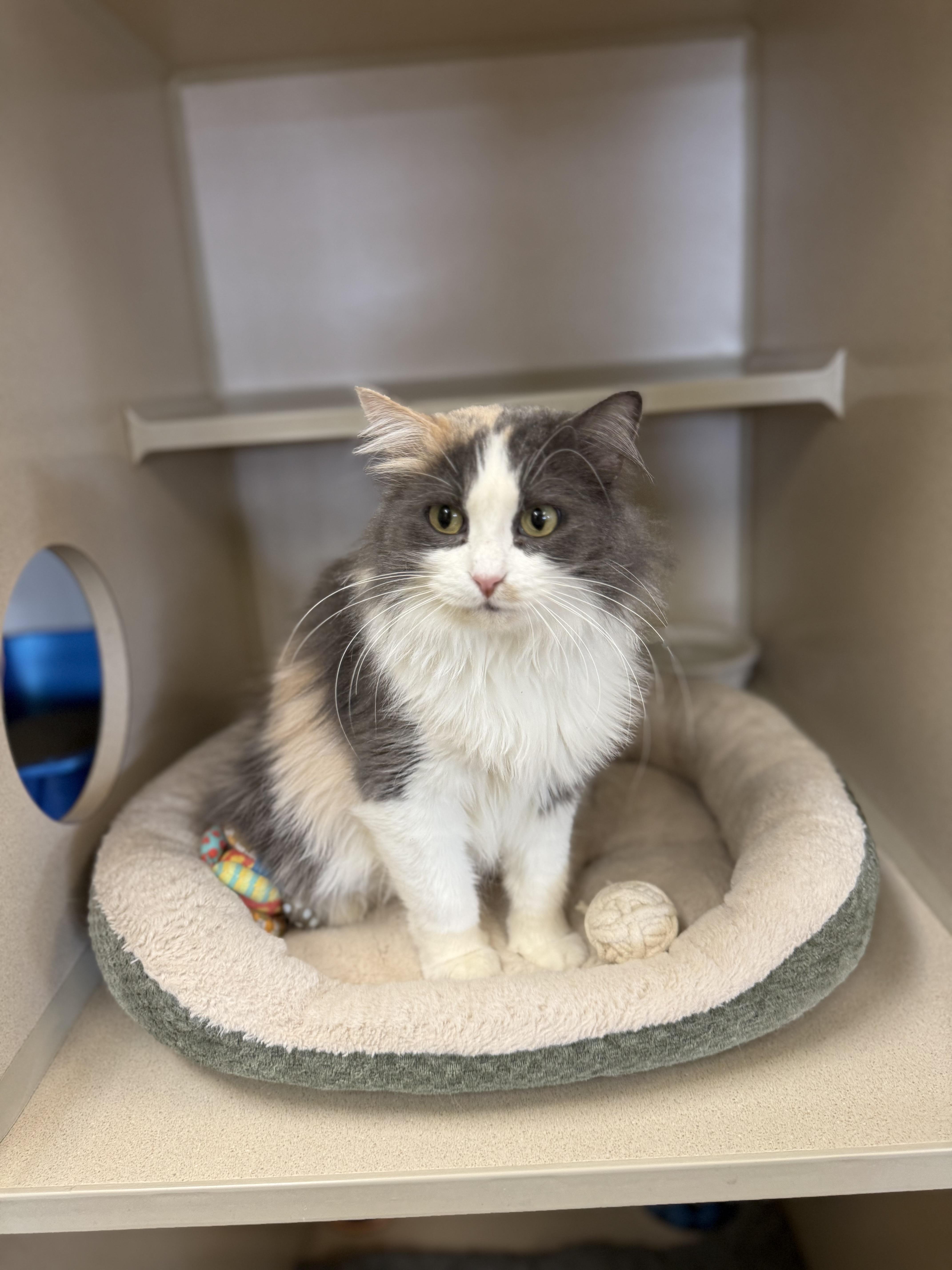 Enlarge April, a Adoptable mixed breed in Thayne, WY image 1/5