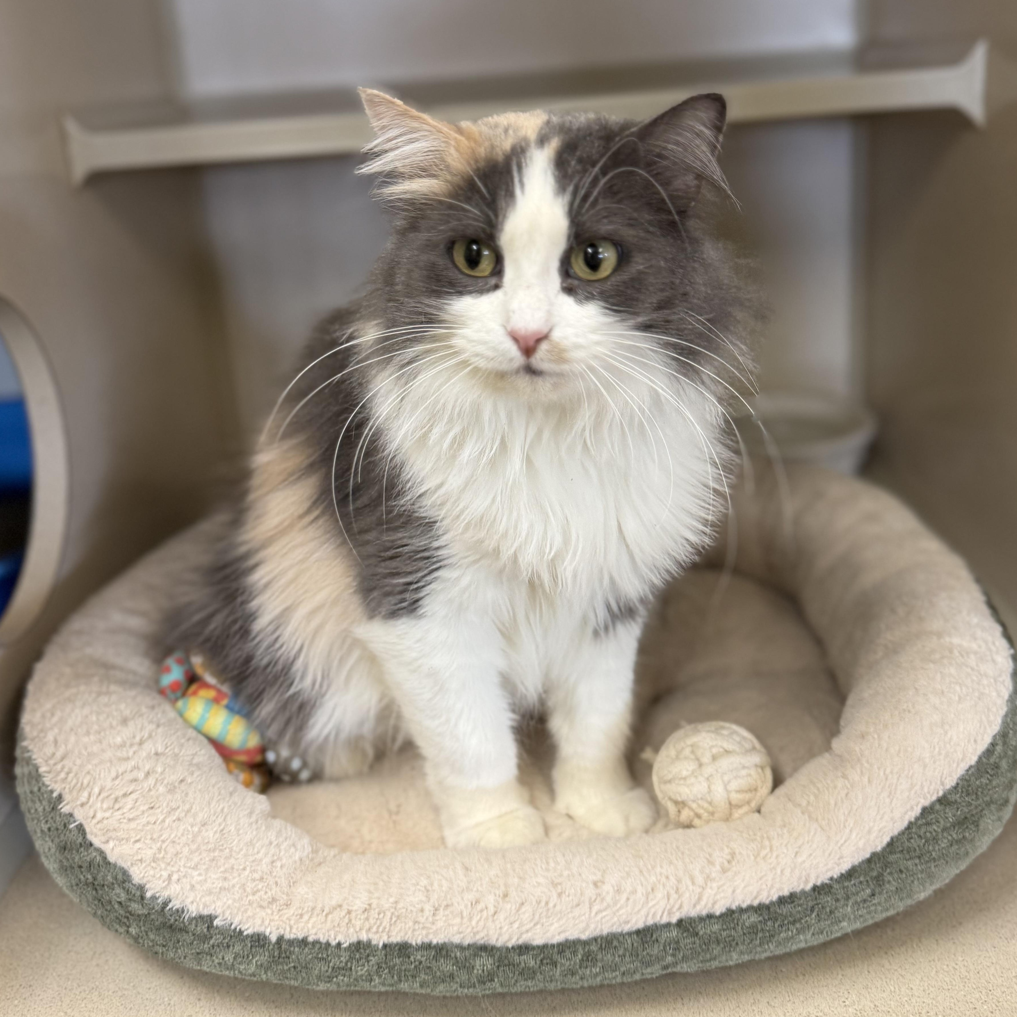 Enlarge April, a Adoptable mixed breed in Thayne, WY image 1/5