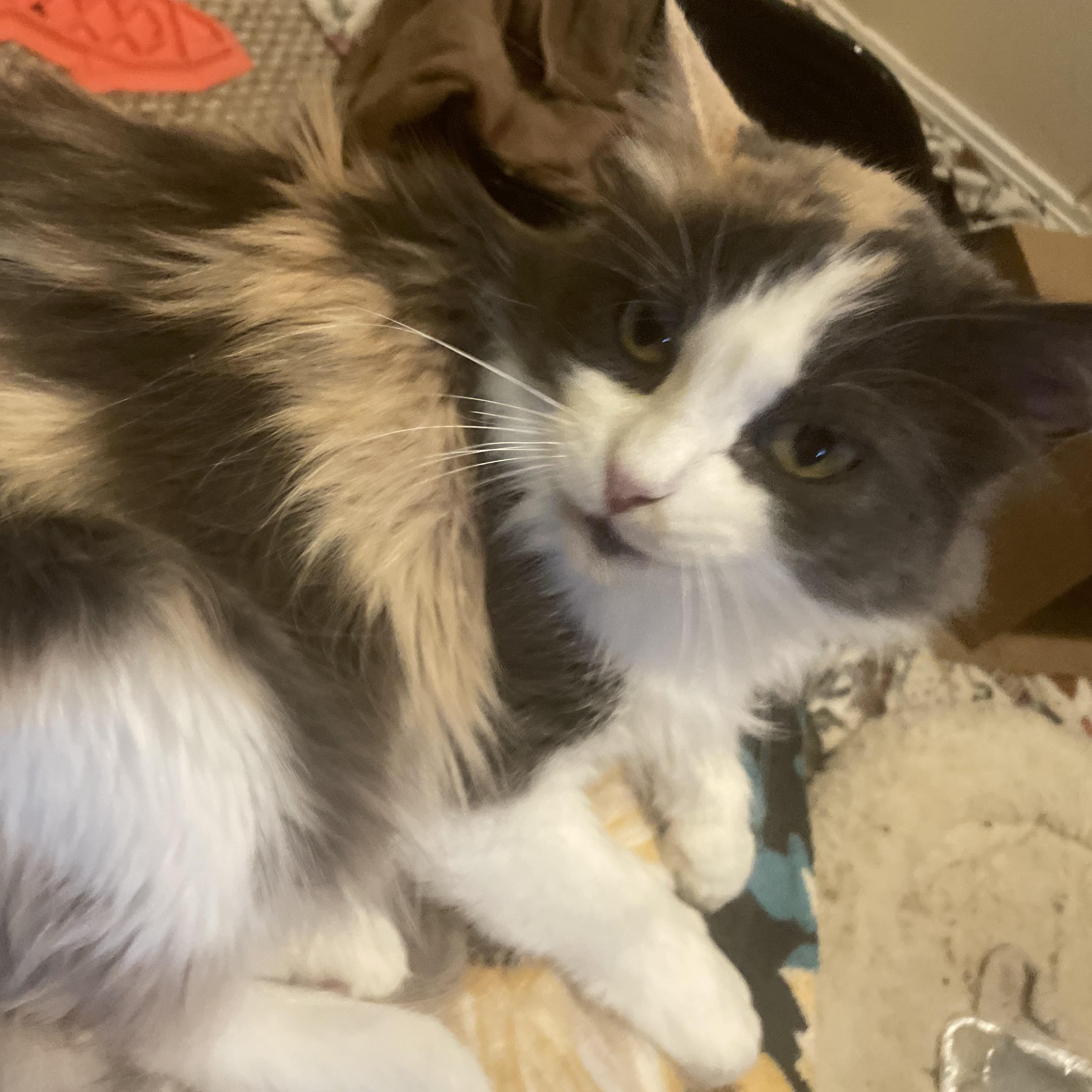 Enlarge April, a Adoptable mixed breed in Thayne, WY image 3/4