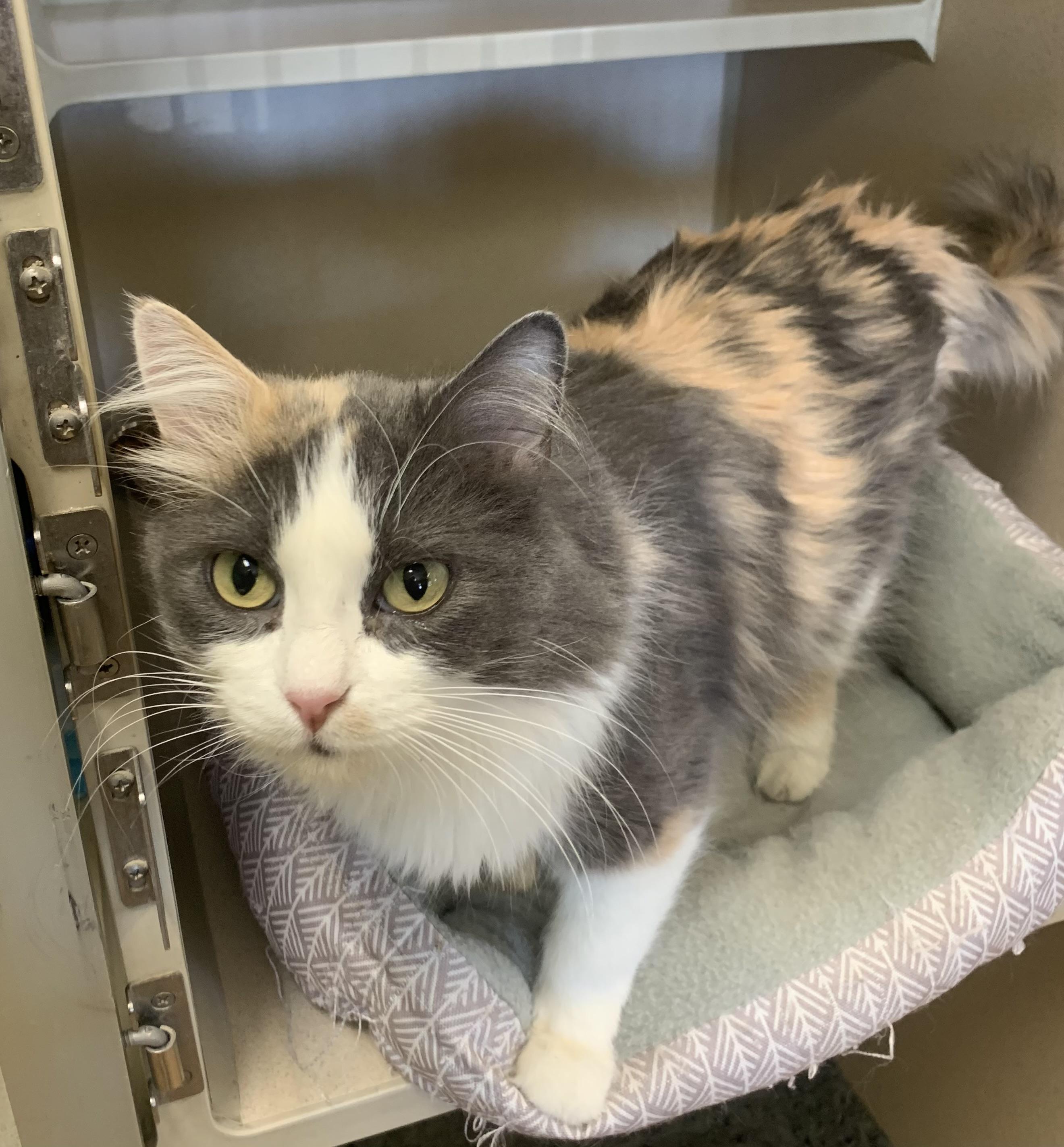 Enlarge April, a Adoptable mixed breed in Thayne, WY image 1/5