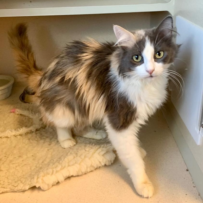 Enlarge April, a Adoptable mixed breed in Thayne, WY image 1/4