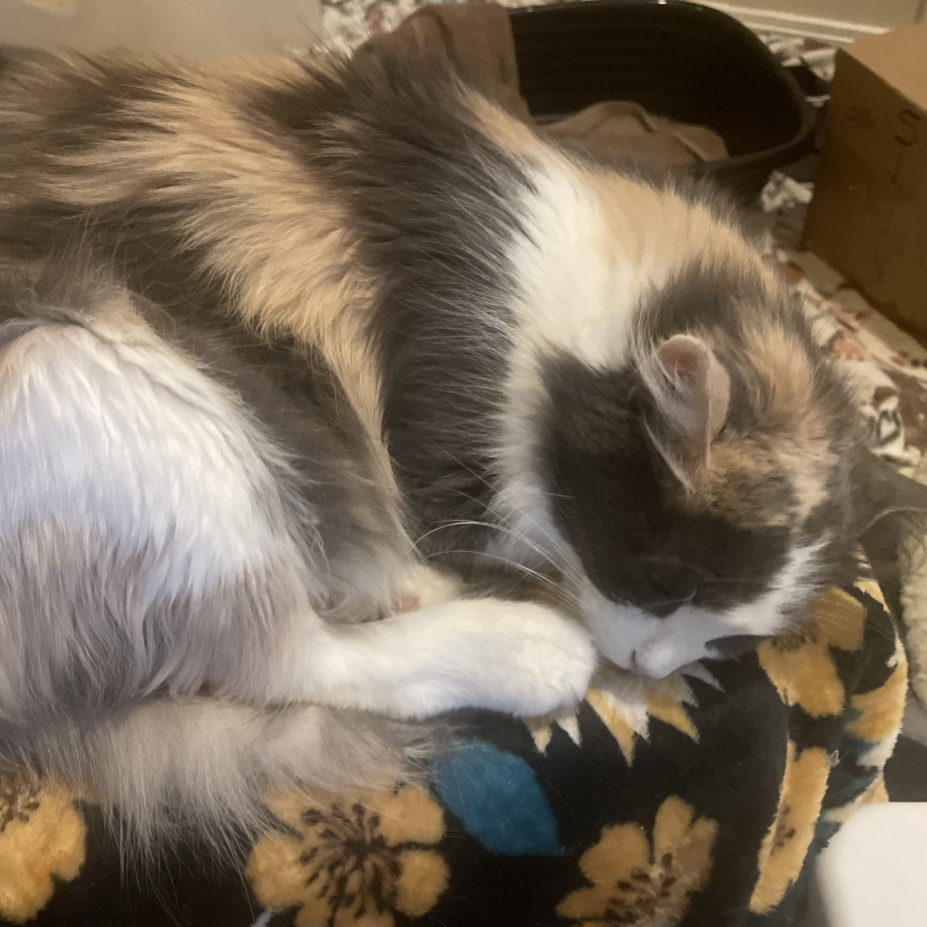 Enlarge April, a Adoptable mixed breed in Thayne, WY image 4/4