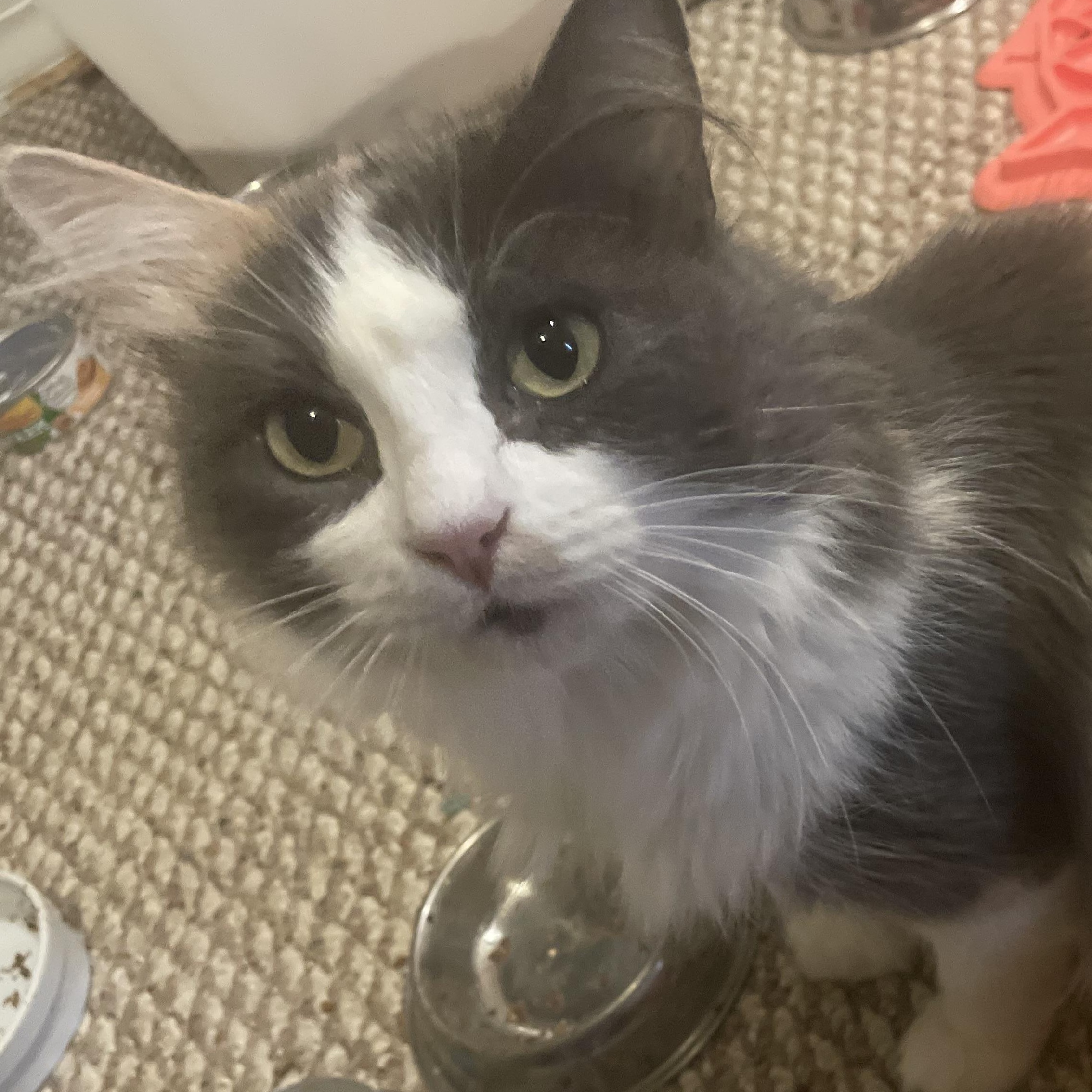 Enlarge April, a Adoptable mixed breed in Thayne, WY image 2/4