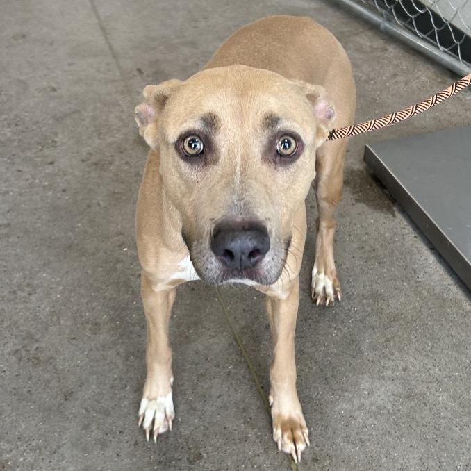 Enlarge Azul, a Adoptable Mixed Breed in Las Cruces, NM image 1/6