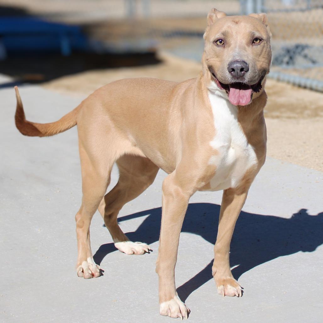 Enlarge Azul, a Adoptable Mixed Breed in Las Cruces, NM image 1/6