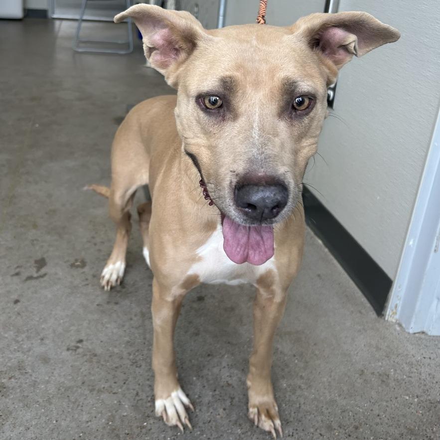 Enlarge Azul, a Adoptable Mixed Breed in Las Cruces, NM image 2/6