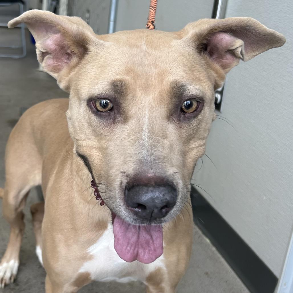 Enlarge Azul, a Adoptable Mixed Breed in Las Cruces, NM image 3/6