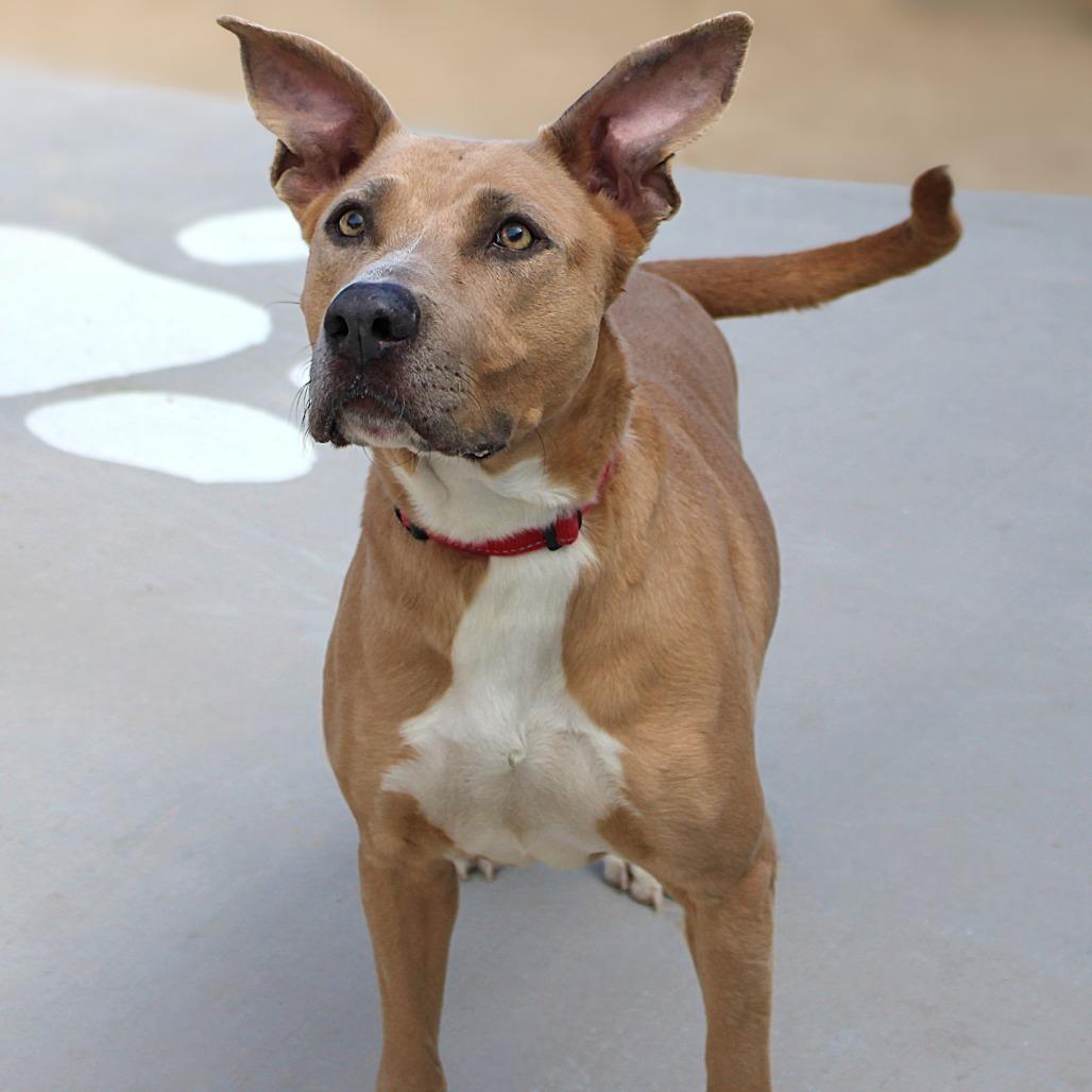 Enlarge Azul, a Adoptable Mixed Breed in Las Cruces, NM image 2/6