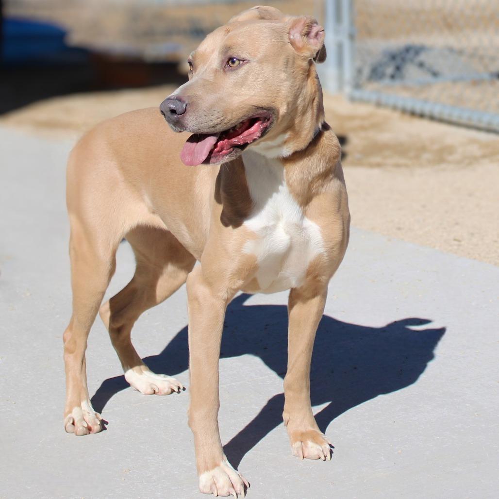 Enlarge Azul, a Adoptable Mixed Breed in Las Cruces, NM image 3/6