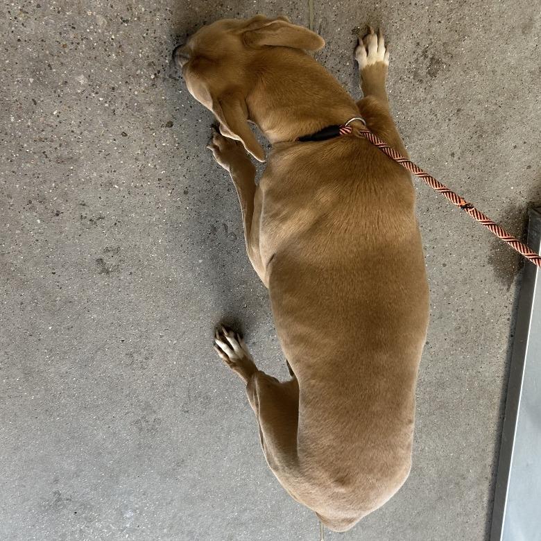 Enlarge Azul, a Adoptable Mixed Breed in Las Cruces, NM image 4/6