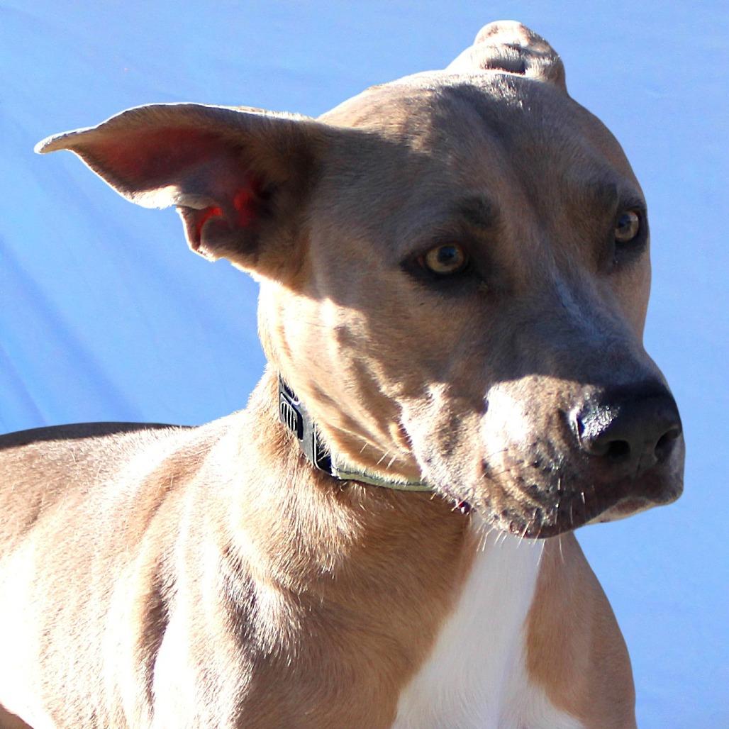Enlarge Azul, a Adoptable Mixed Breed in Las Cruces, NM image 5/6