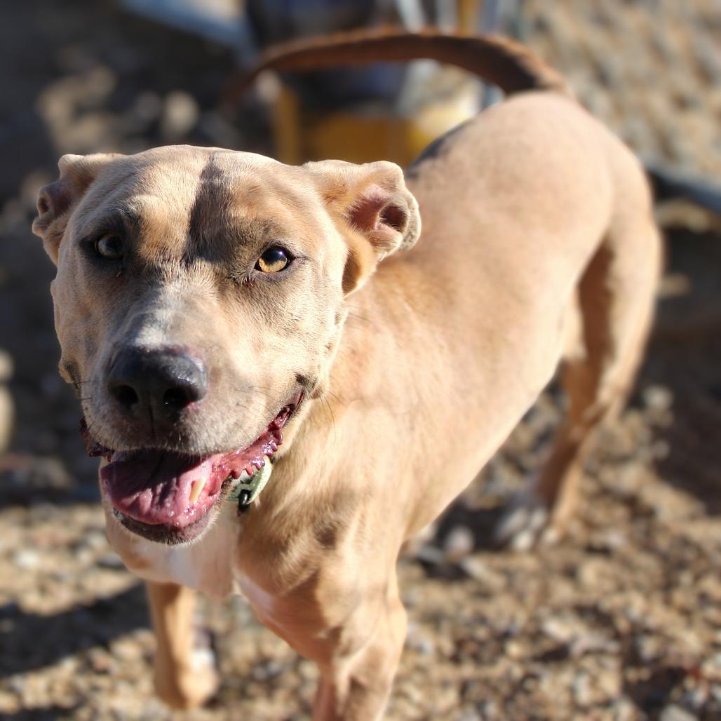 Enlarge Azul, a Adoptable Mixed Breed in Las Cruces, NM image 4/6