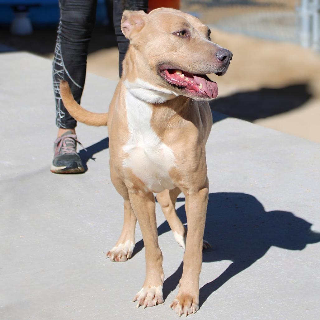 Enlarge Azul, a Adoptable Mixed Breed in Las Cruces, NM image 5/6