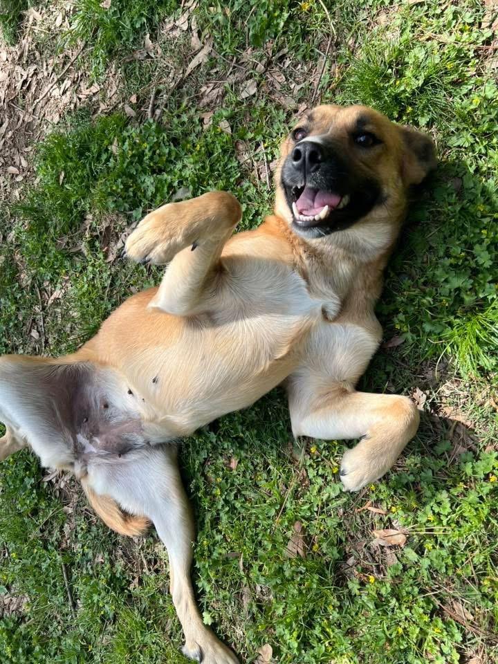 Jessie, Adoptable, Adult Female Shepherd.