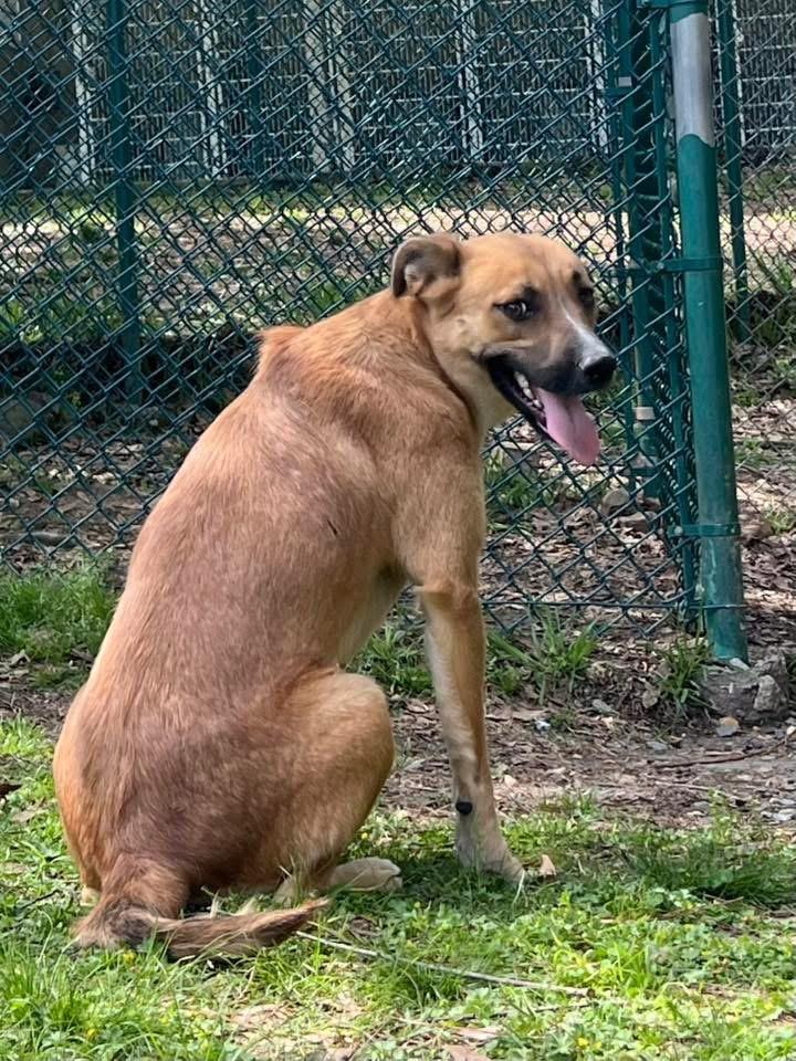Enlarge Jessie, a Adoptable mixed breed in Little Rock, AR image 2/4