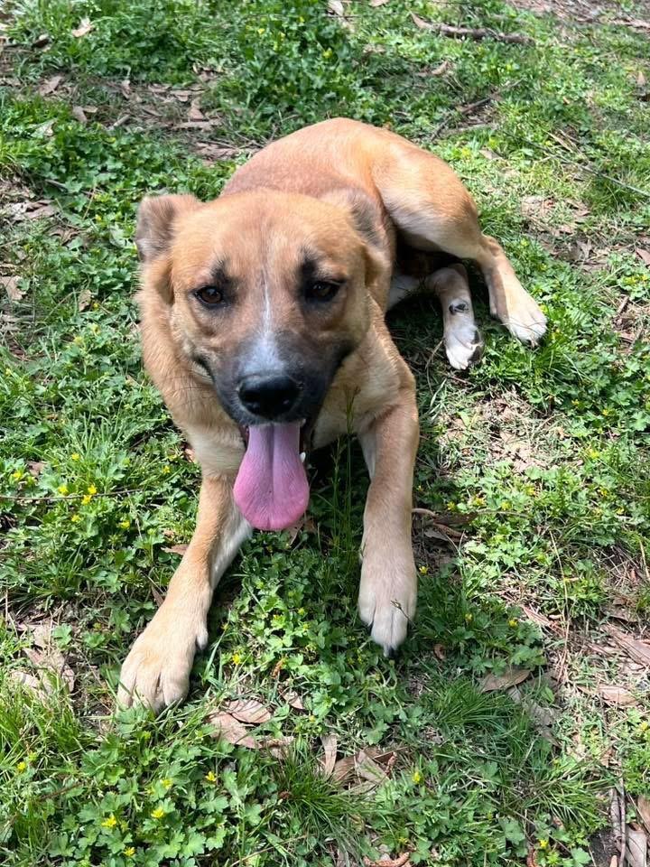 Enlarge Jessie, a Adoptable mixed breed in Little Rock, AR image 3/4