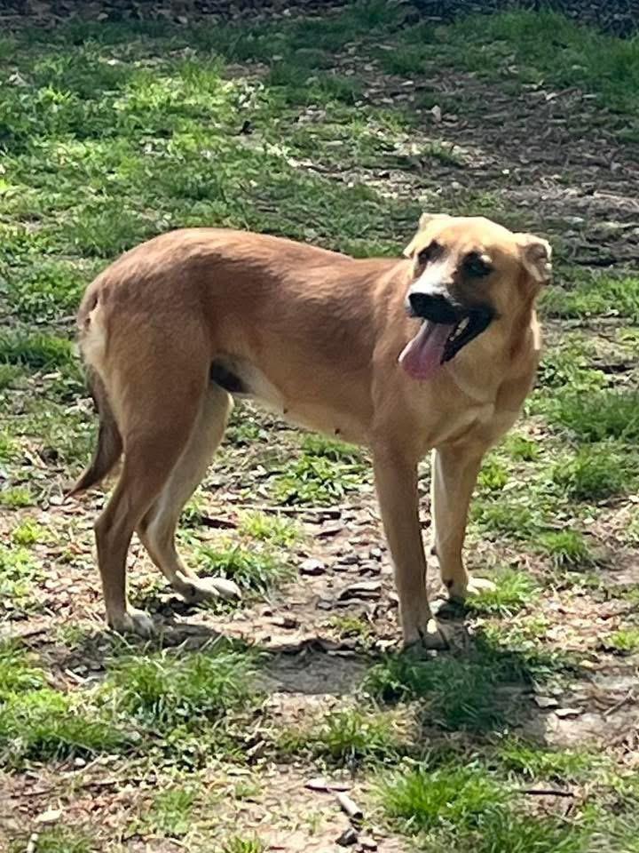 Enlarge Jessie, a Adoptable mixed breed in Little Rock, AR image 4/4