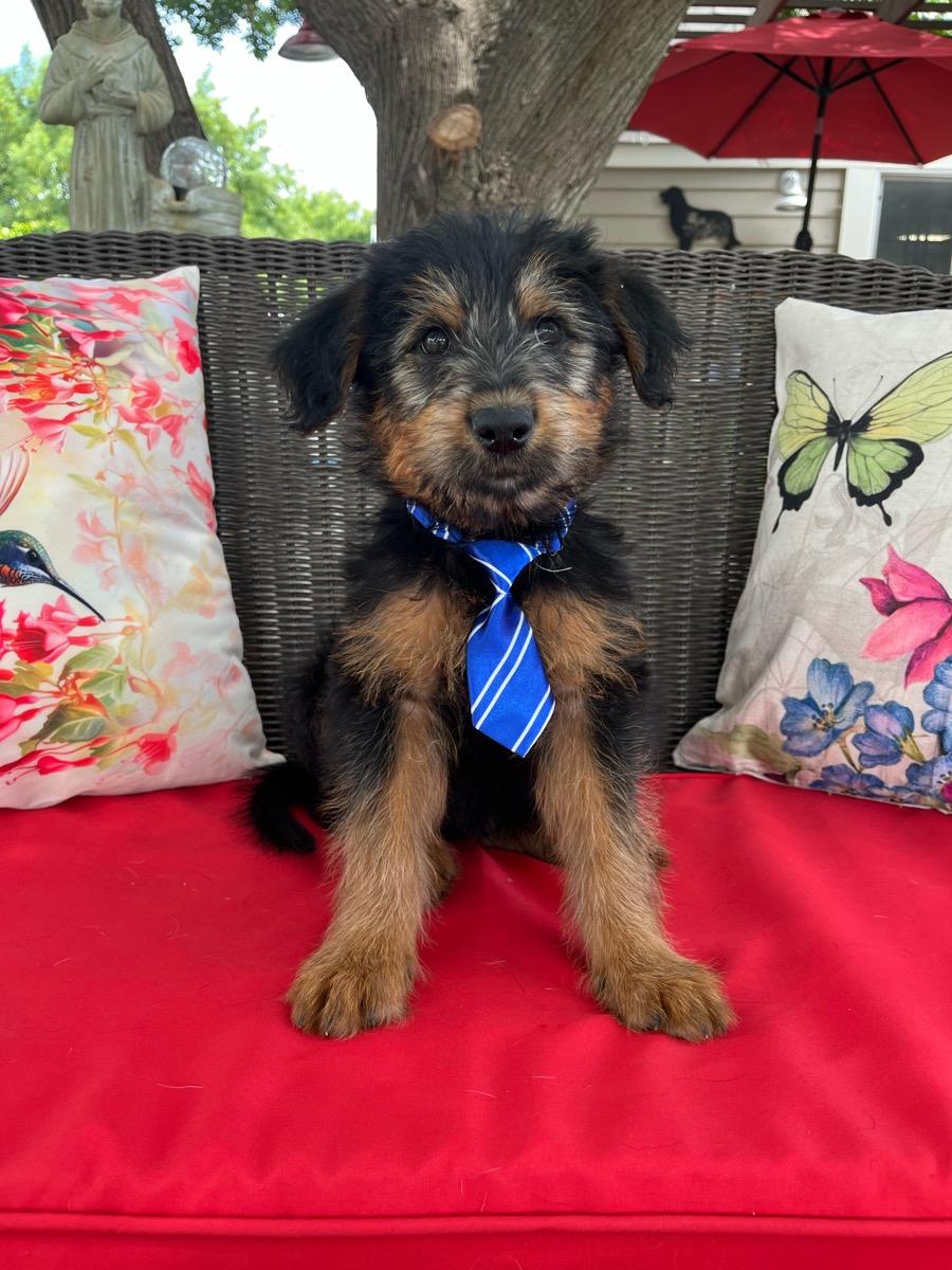 Wilson , adopted, Young Male Goldendoodle & Shepherd.