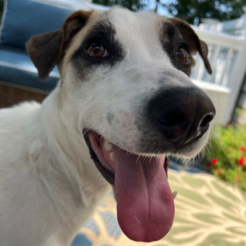 Enlarge Bear, an adoptable mixed breed in Weymouth, MA image 6/6