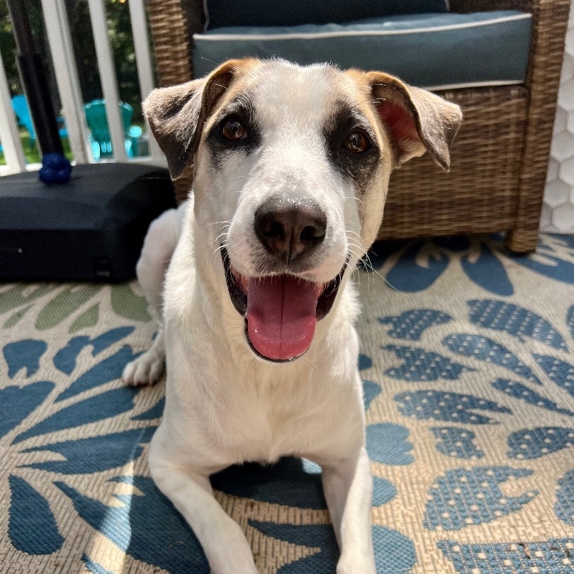 Enlarge Bear, an adoptable mixed breed in Weymouth, MA image 3/6