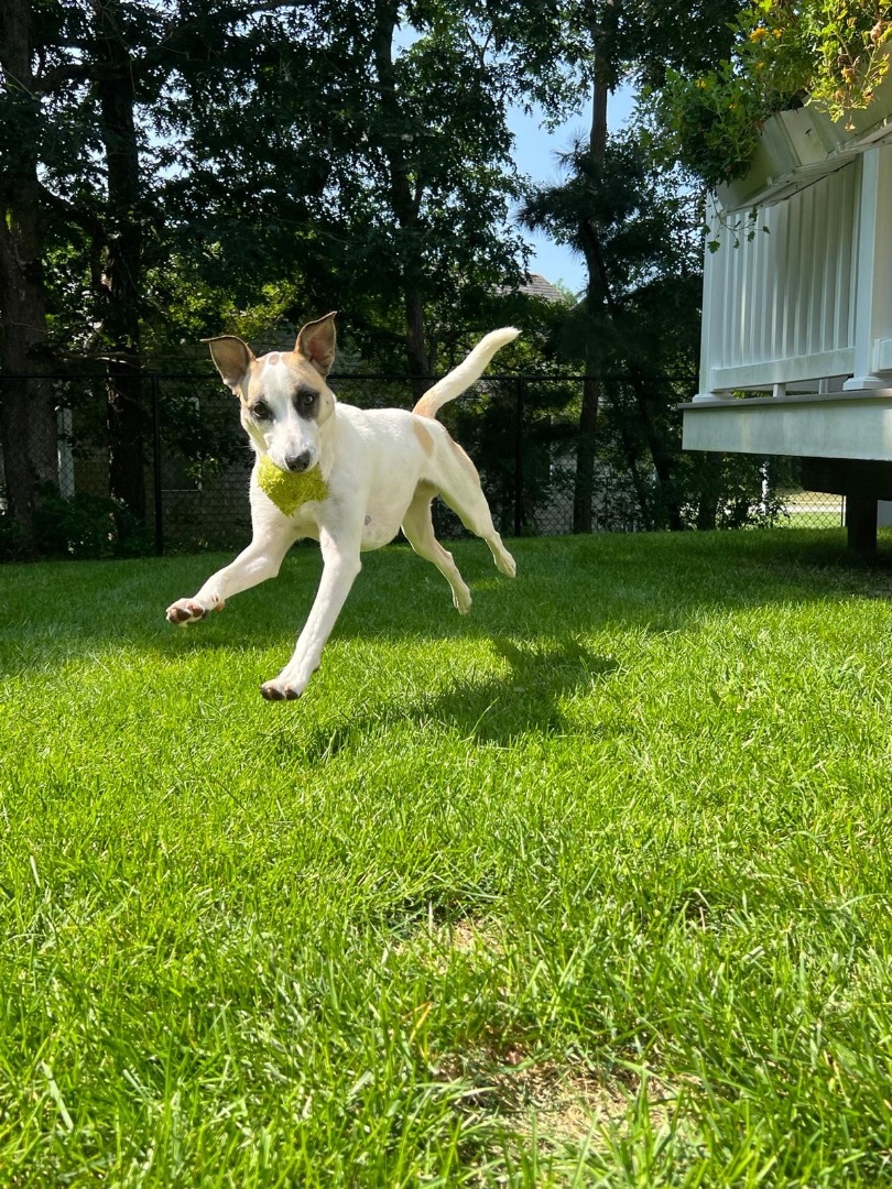 Enlarge Bear, an adoptable mixed breed in Weymouth, MA image 5/6