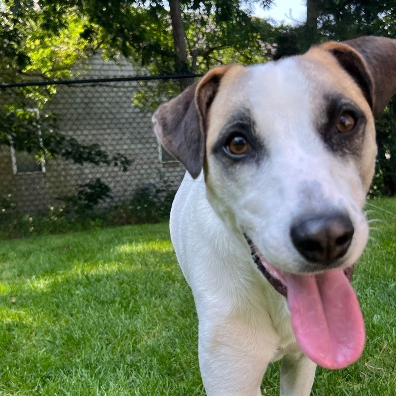 Enlarge Bear, an adoptable mixed breed in Weymouth, MA image 2/6