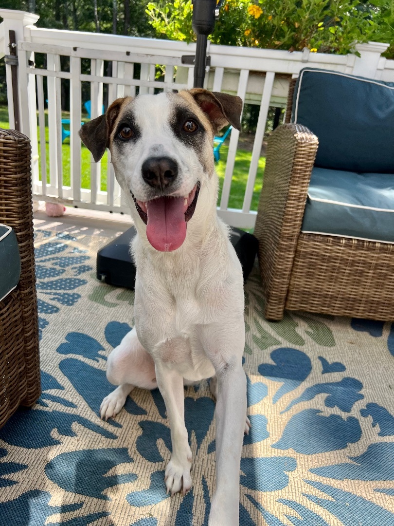 Enlarge Bear, an adoptable mixed breed in Weymouth, MA image 4/6