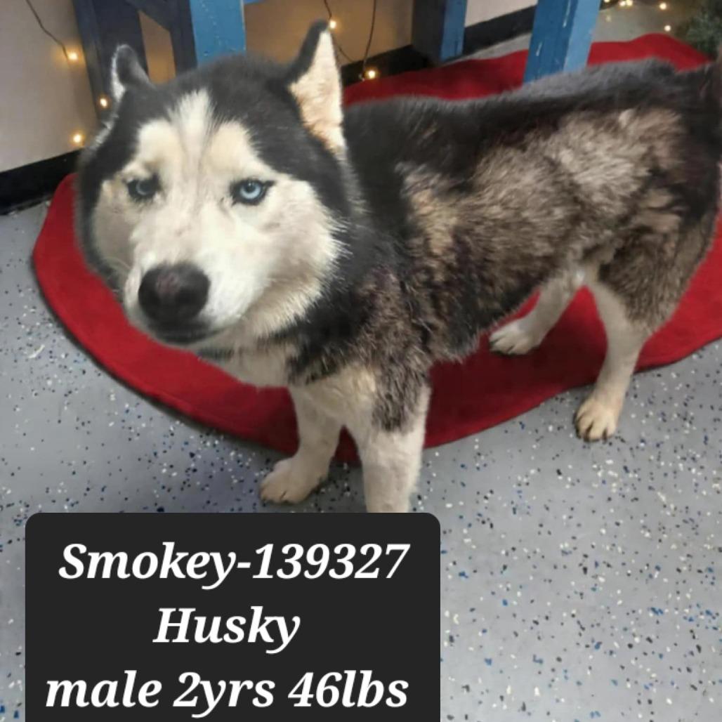 Enlarge Smokey, a Adoptable Husky in New Tazewell, TN image 1/1