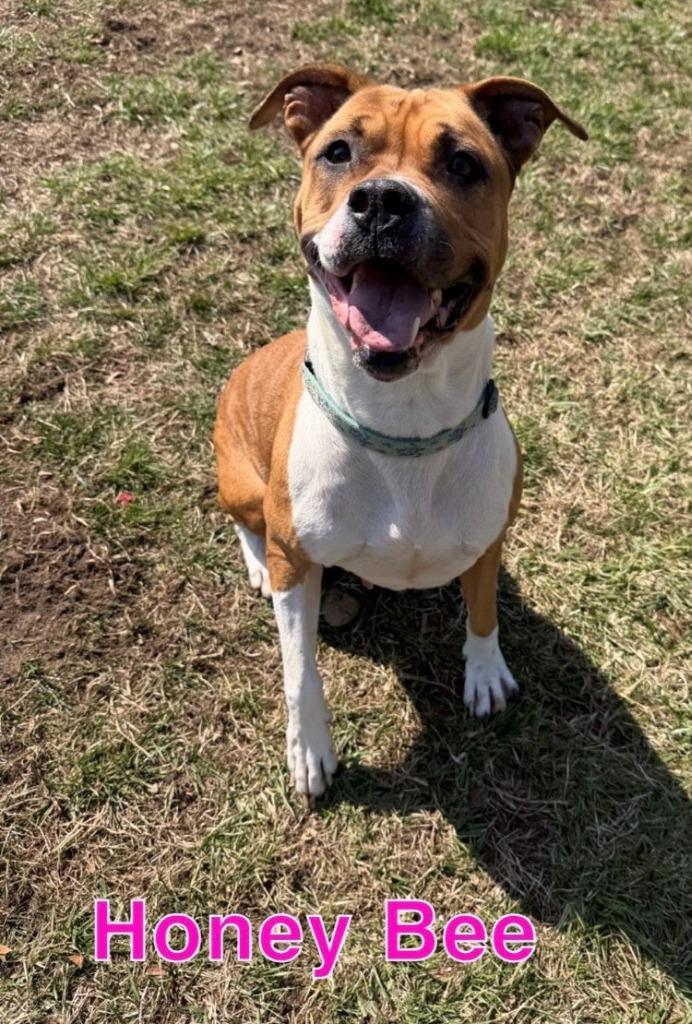 HONEY BEE, Adoptable, Adult Female Pit Bull Terrier & Labrador Retriever.