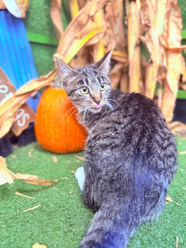 Enlarge Leia, a Adoptable mixed breed in Hopkinsville, KY image 2/3