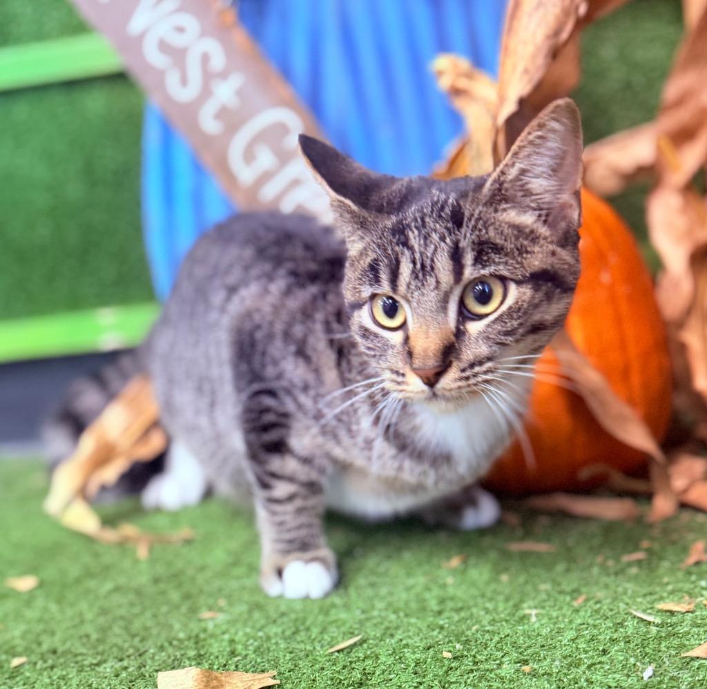 Enlarge Leia, a Adoptable mixed breed in Hopkinsville, KY image 3/3