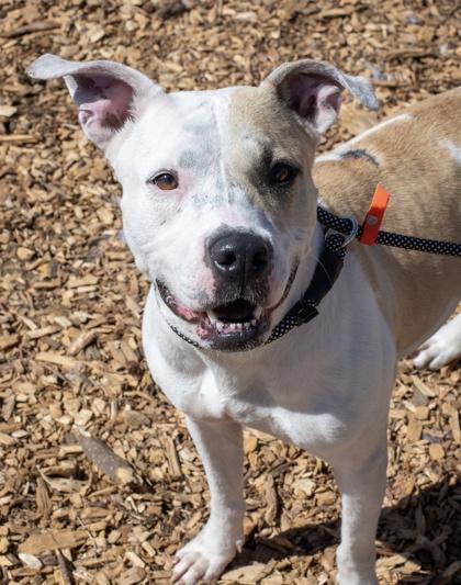 Enlarge Melrose, a Adoptable Mixed Breed in Chamblee, GA image 2/3