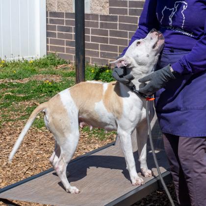 Enlarge Melrose, a Adoptable Mixed Breed in Chamblee, GA image 3/3