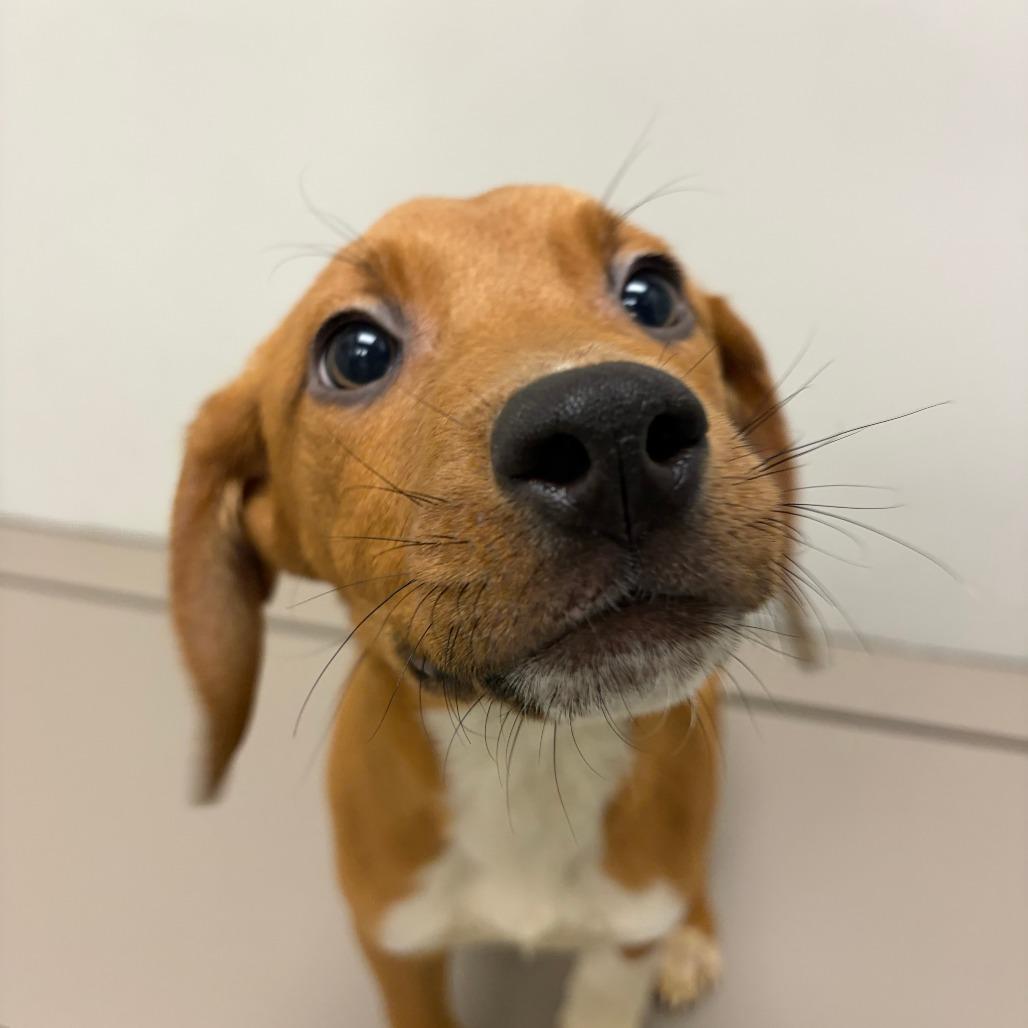 Enlarge River, a Adoptable Beagle in St. Louis, MO image 1/1