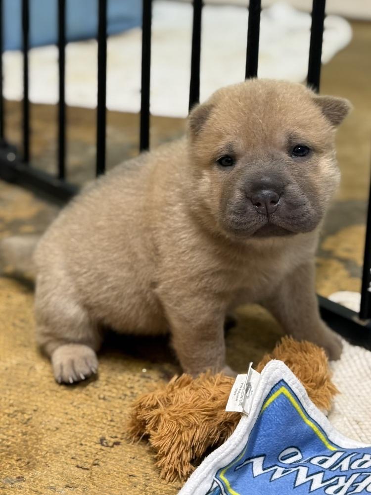 Pencil, Adoptable, Puppy Female Shar-Pei.