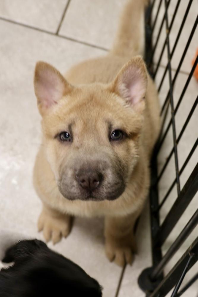 Pencil, a Adoptable mixed breed in TUCSON, AZ image 2/4
