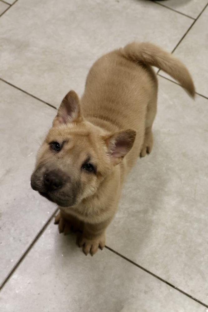 Pencil, a Adoptable mixed breed in TUCSON, AZ image 3/4