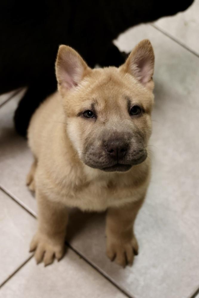 Pencil, a Adoptable mixed breed in TUCSON, AZ image 4/4