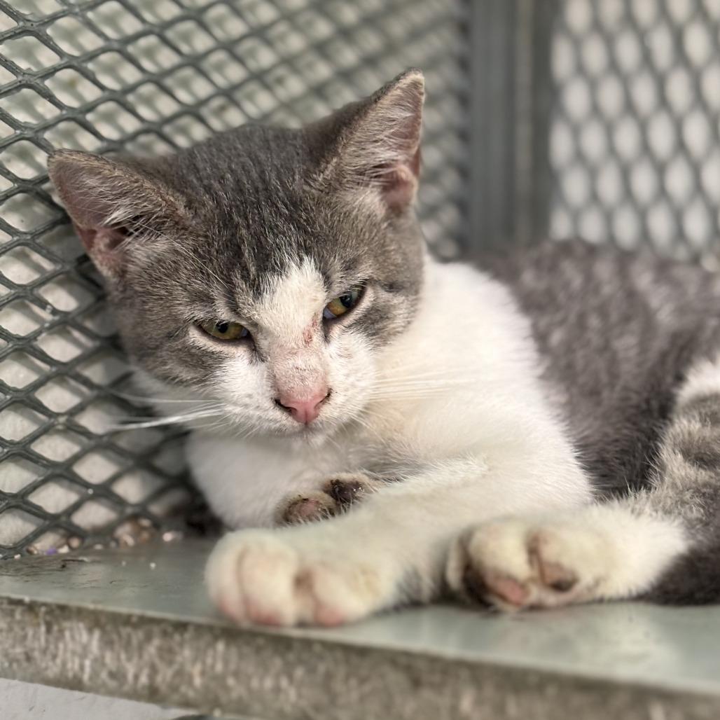 Juancho, a Adoptable Domestic Short Hair in Guaynabo, PR image 1/3