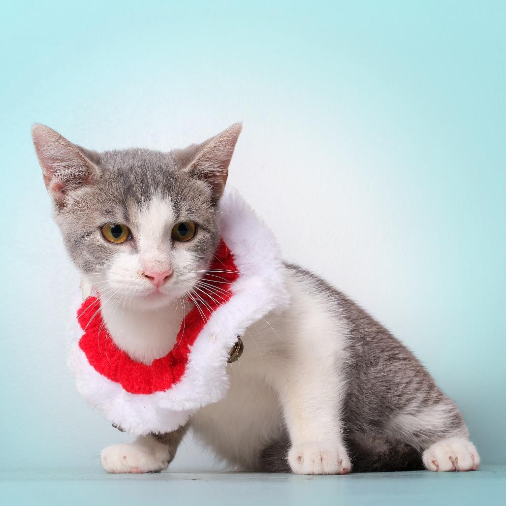 Juancho, a Adoptable Domestic Short Hair in Guaynabo, PR image 2/3