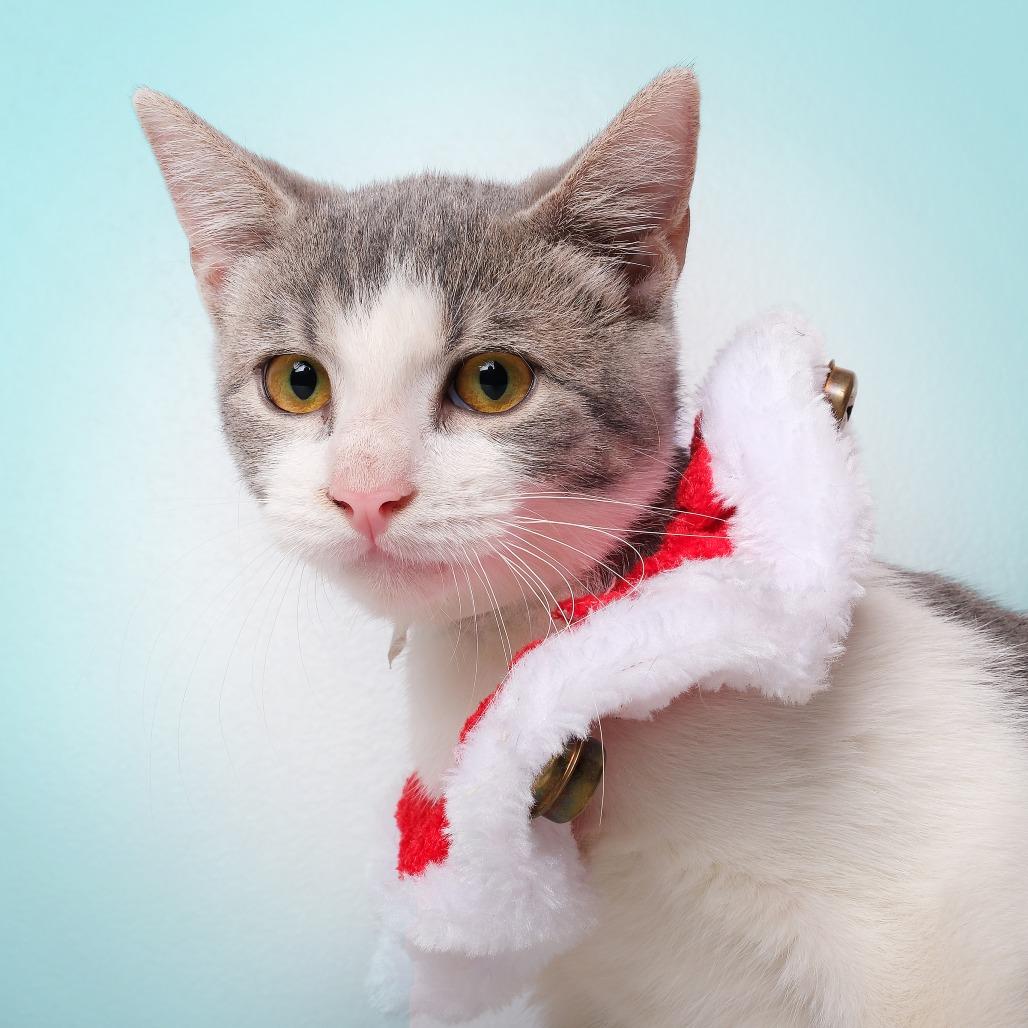 Juancho, a Adoptable Domestic Short Hair in Guaynabo, PR image 3/3