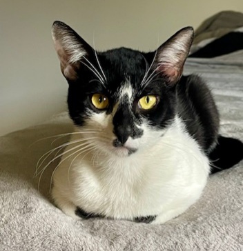 Enlarge Luke, a Adopted Domestic Short Hair in Brewerton, NY image 5/6