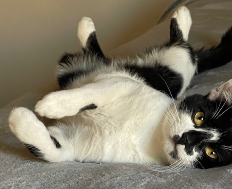 Enlarge Luke, a Adopted Domestic Short Hair in Brewerton, NY image 1/6