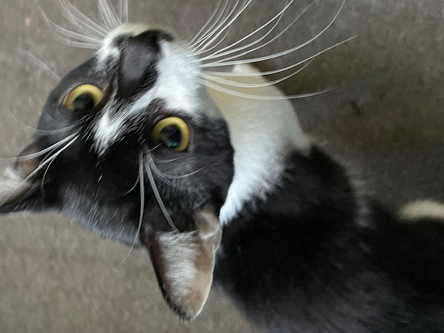 Enlarge Luke, a Adopted Domestic Short Hair in Brewerton, NY image 6/6