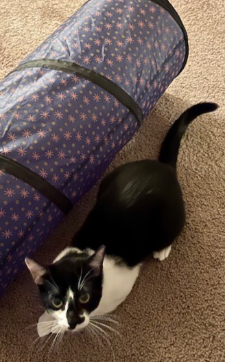 Enlarge Luke, a Adopted Domestic Short Hair in Brewerton, NY image 3/6